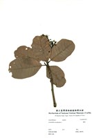藏品(腰果)的圖片